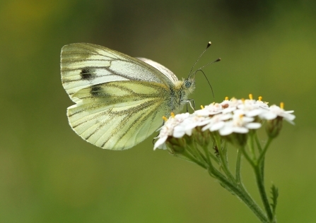 Green veined white butterfly