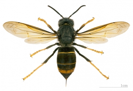 Asian Hornet