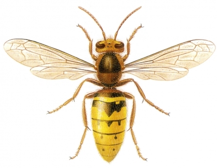 European hornet