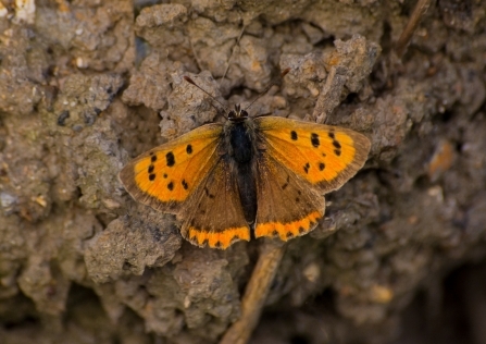 Small copper butterfly