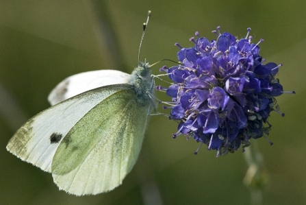 Small white butterfly