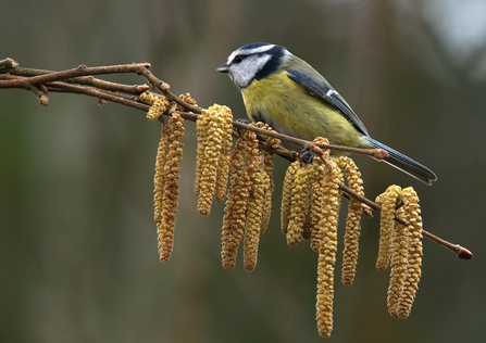 Catkins