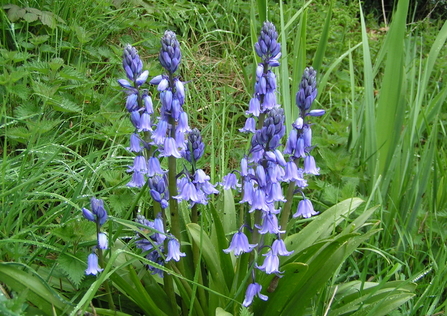 Spanish bluebells