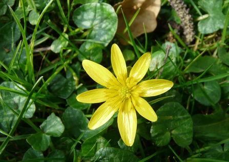 Lesser celandine