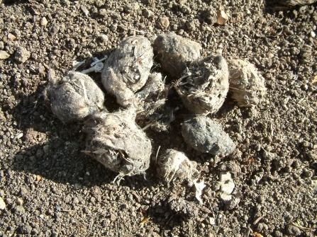 owl pellets