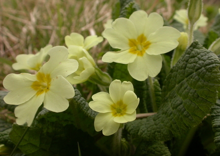 Primroses