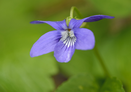 Common dog violet