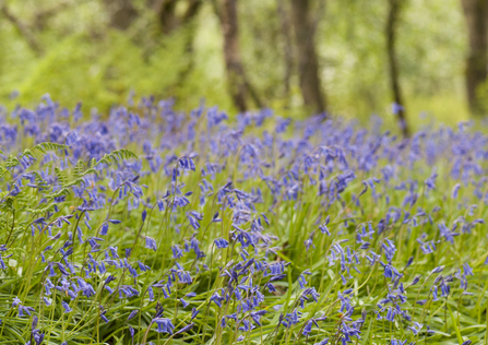 Native bluebells