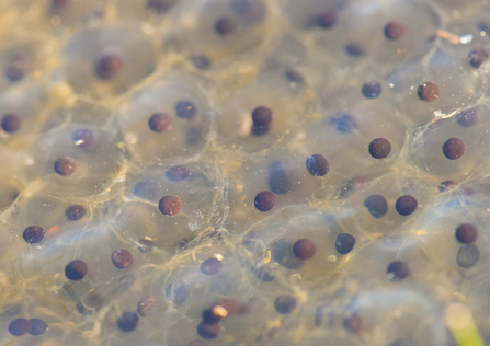 Frogspawn