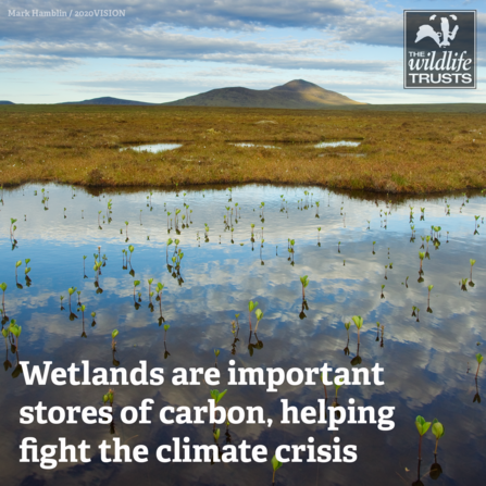 Carbon wetlands graphic