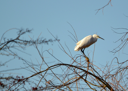 Little Egret at Golden Brook