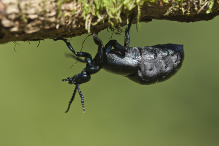Oil beetle