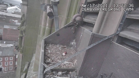 Peregrine eggs derby cathedral 2021