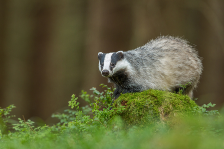 Badger - NOT TO BE USED AFTER 2021