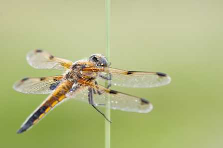 Four- spotted chaser