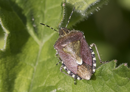 Hairy shield bug