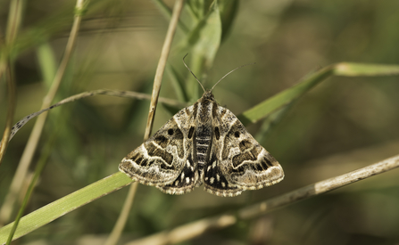 Mother Shipton moth