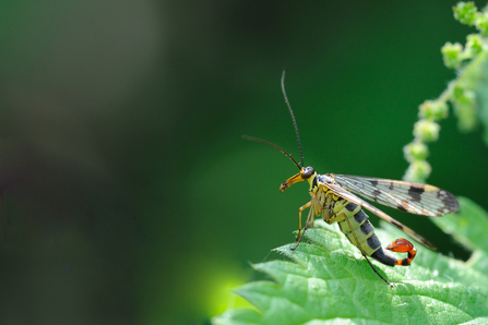 Scorpion fly