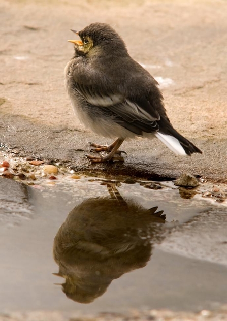 Injured bird image