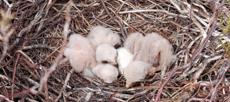 Four hen harrier chicks 15th June 20201