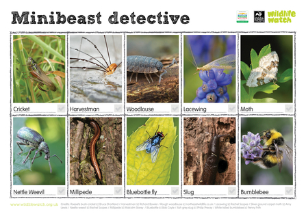 Minibeast spotting sheet