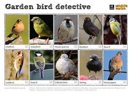 Garden birds - spotting sheet