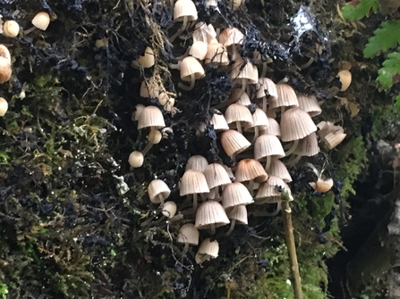 Fairy inkcap (Coprinellus disseminatus)