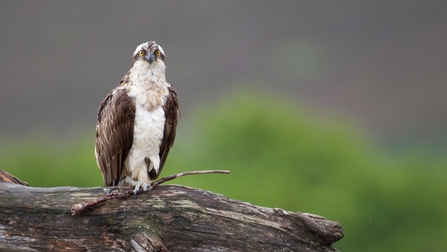 Birds of prey  Derbyshire Wildlife Trust