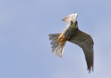 Birds of prey  Derbyshire Wildlife Trust