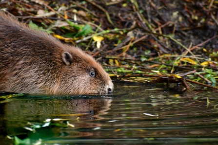 Beaver at Willington Wetlands