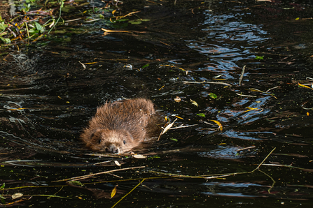 Beaver swimming