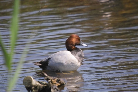 Pochard