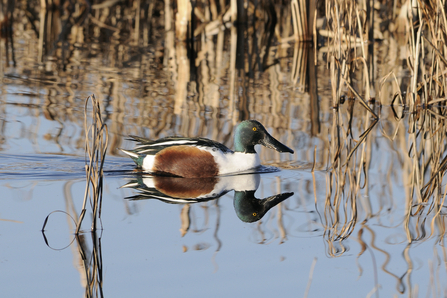 Shoveler