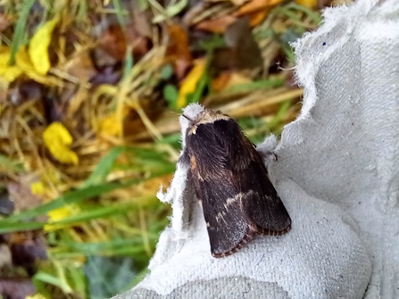 December moth