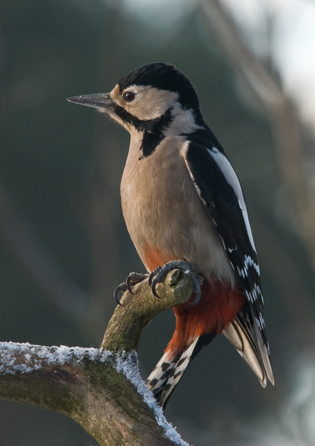 Great spotted woodpecker