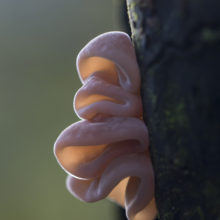 Jelly ear fungus