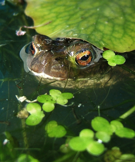 Common Toad