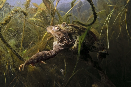 Common Toad