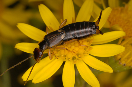 Earwig