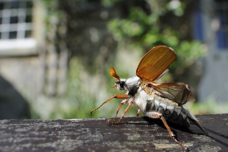 Cockchafer