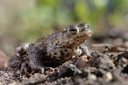 Common Toad