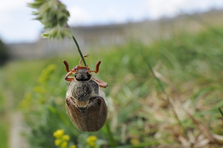 Cockchafer