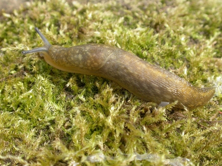 Yellow Slug