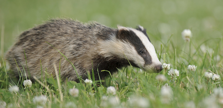 Badger