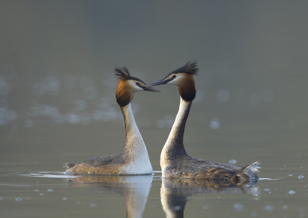 Great crested grebes