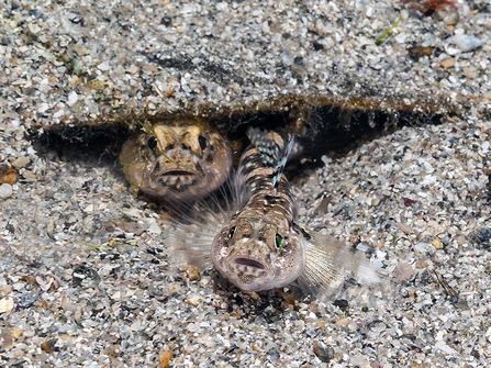 Painted gobies