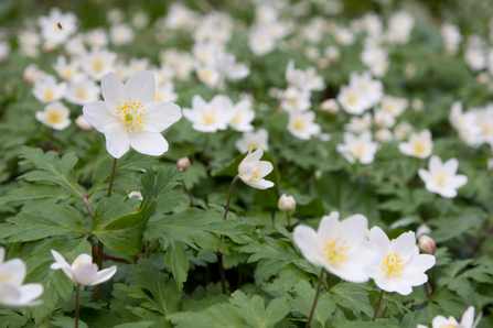 Wood anemone