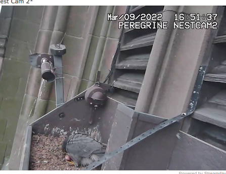 peregrine egg 2022