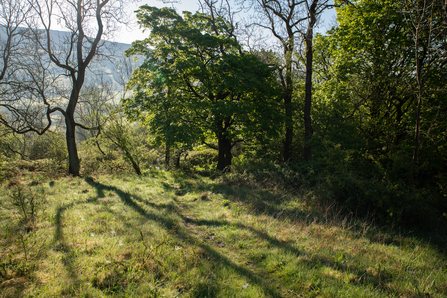 Wild Peak, Oak District, Thornhill