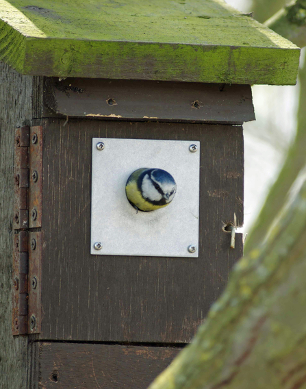 Blue tit nest